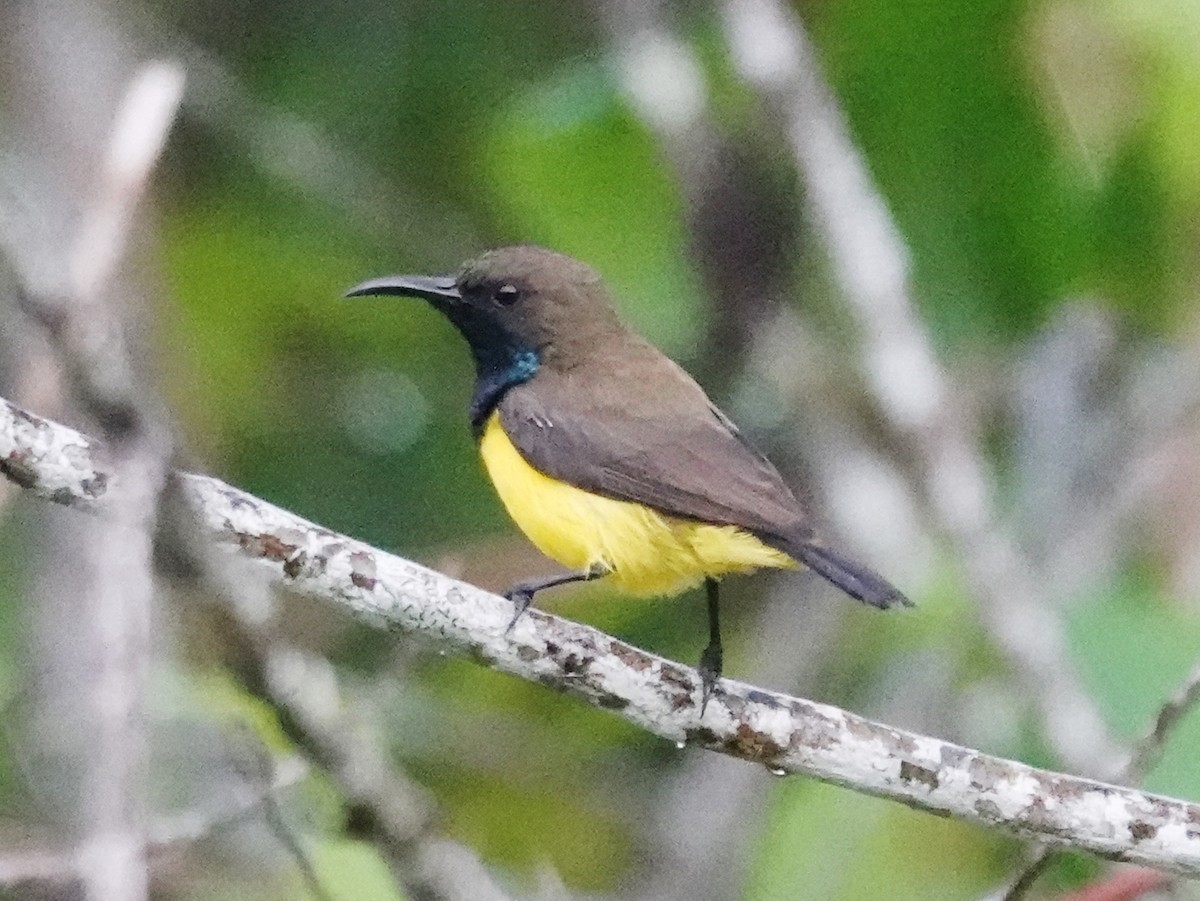 Tukangbesi Sunbird - ML628029433