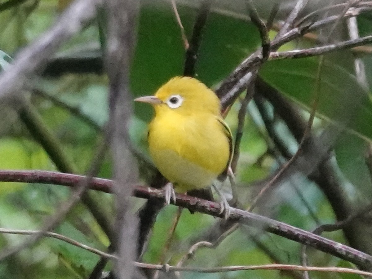 Wakatobi White-eye - ML628029445