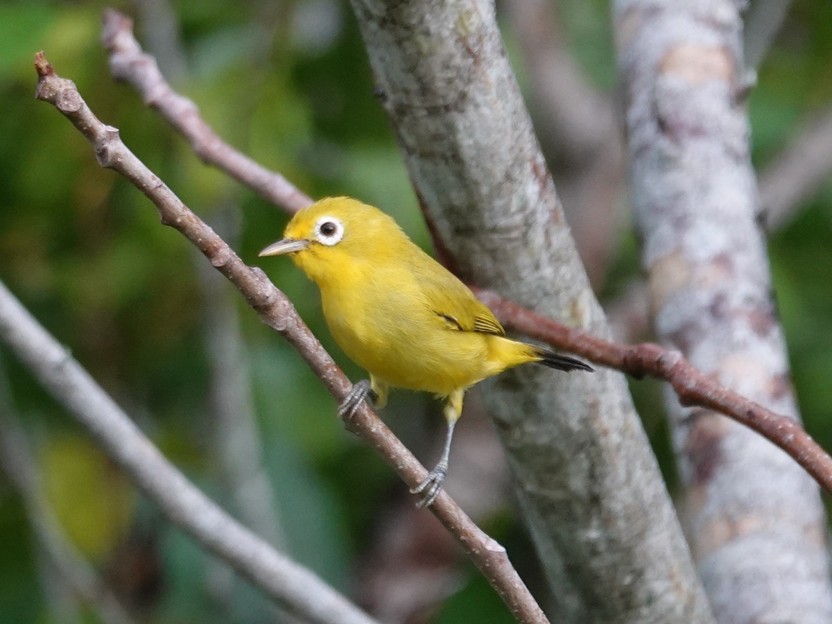 Wakatobi White-eye - ML628029447