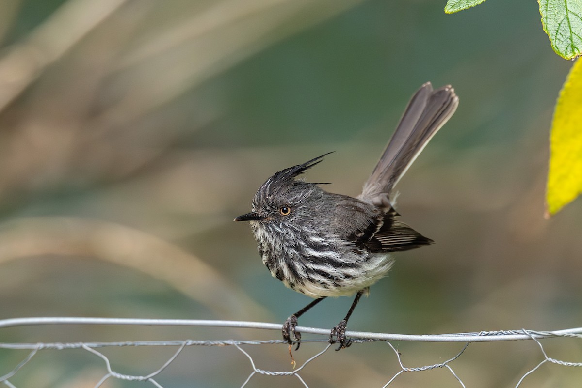 Juan Fernandez Tit-Tyrant - ML628029485