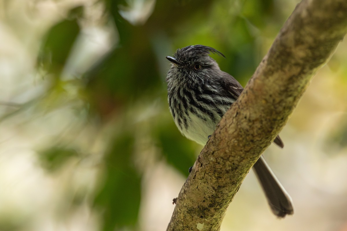 Juan Fernandez Tit-Tyrant - ML628029486