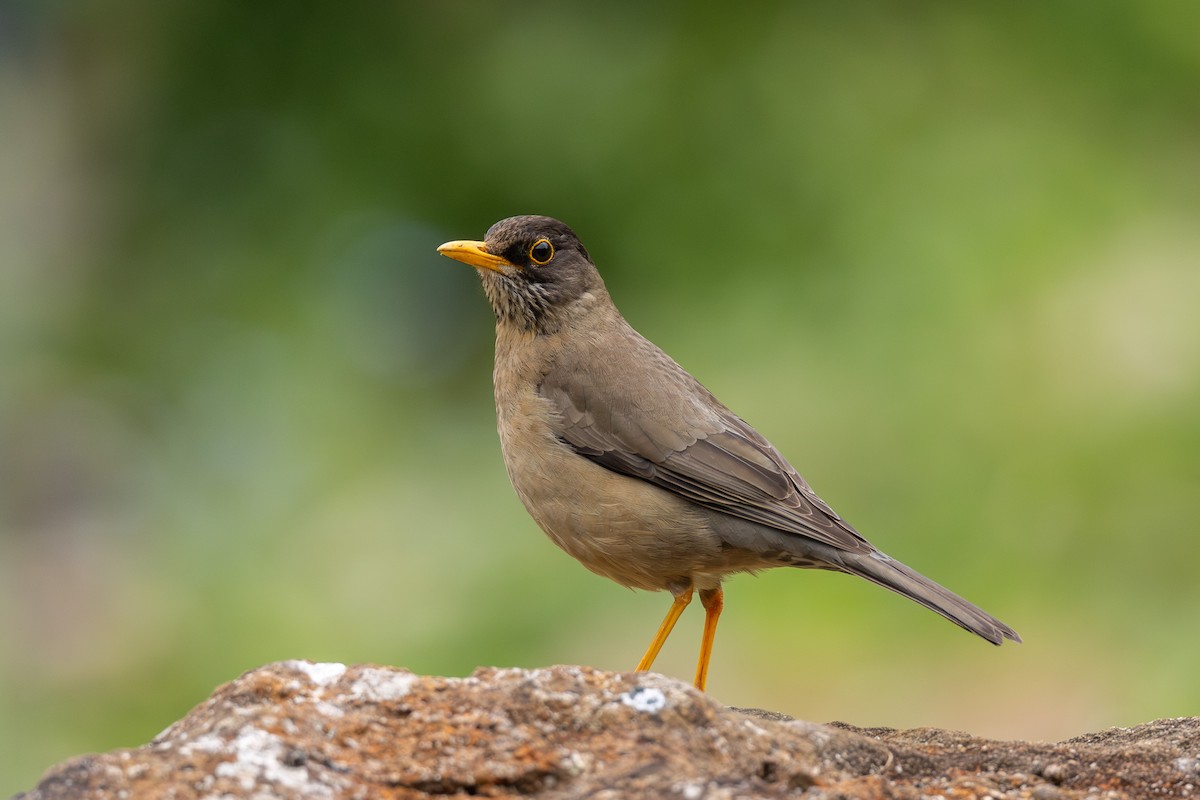 Austral Thrush - ML628029487