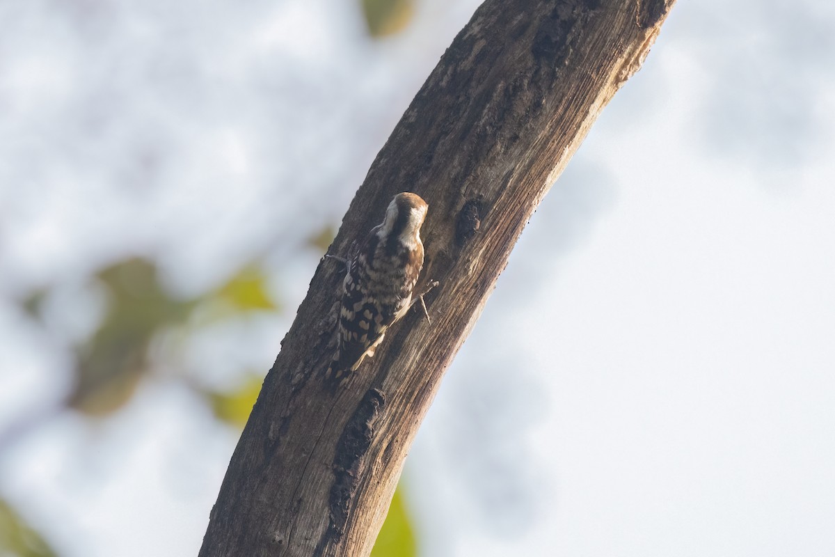 Brown-capped Pygmy Woodpecker - ML628029511