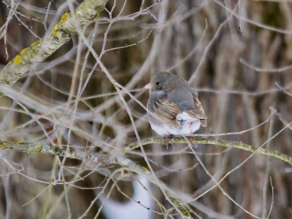 Dark-eyed Junco (Slate-colored) - ML628029523