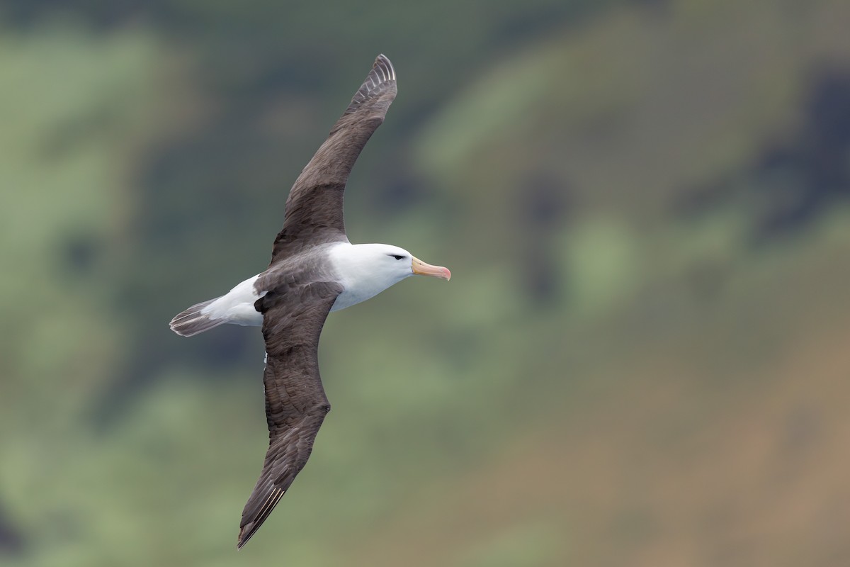 Black-browed Albatross (Black-browed) - ML628029580