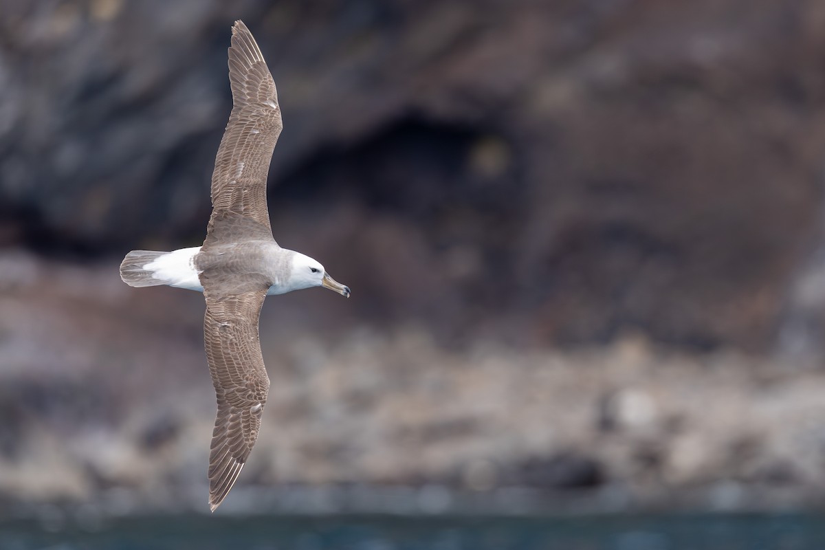 Black-browed Albatross (Black-browed) - ML628029581