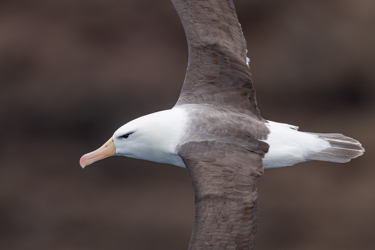 Black-browed Albatross (Black-browed) - ML628029583