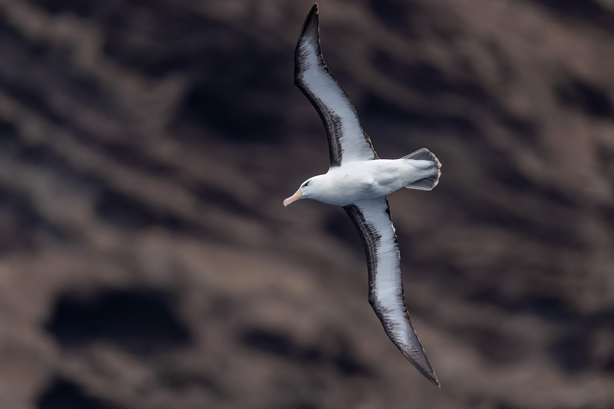 Black-browed Albatross (Black-browed) - ML628029584