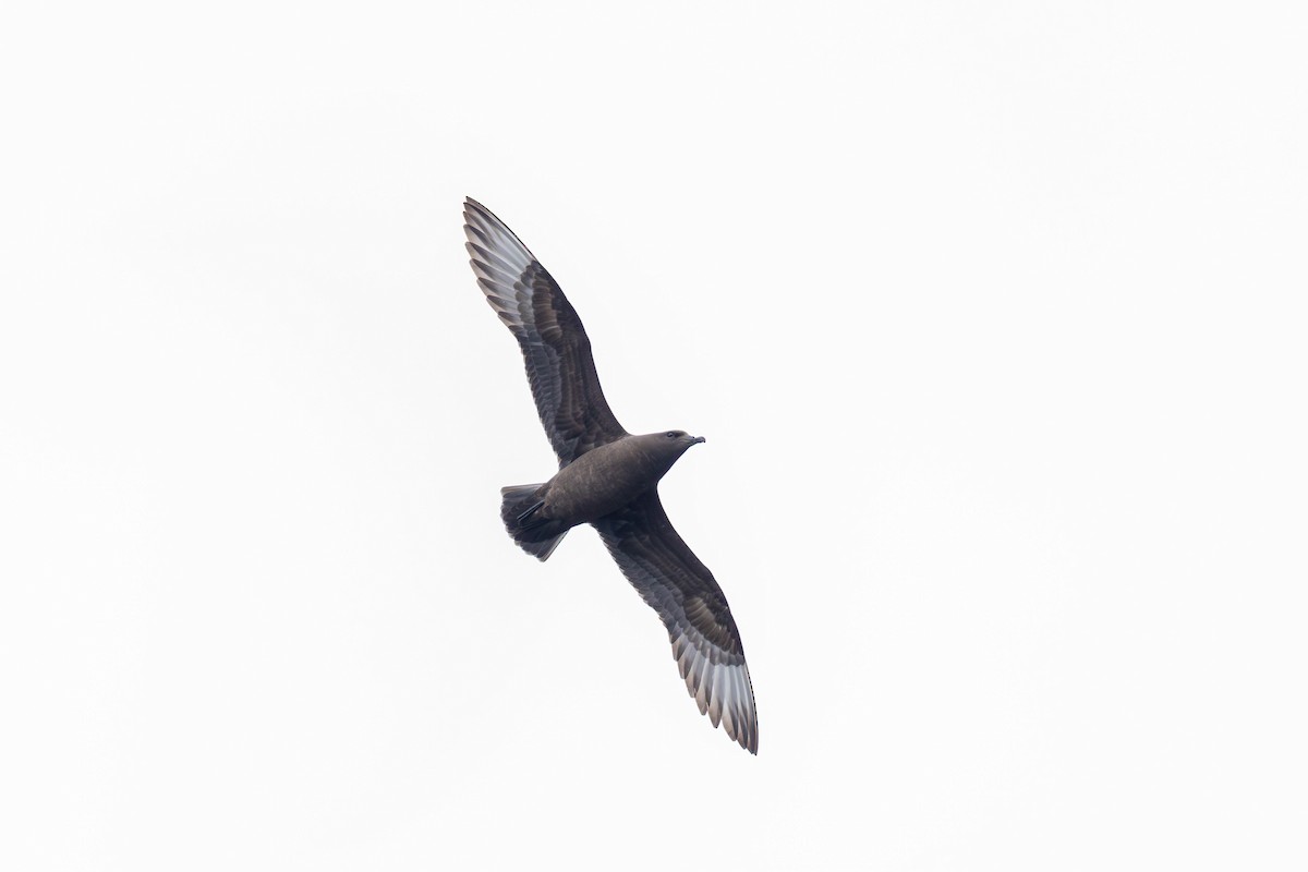 Kermadec Petrel - ML628029586