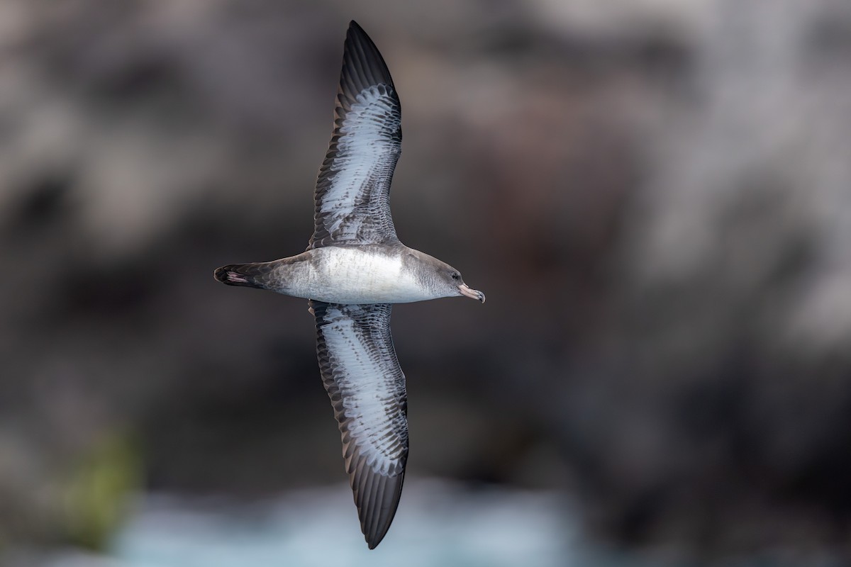 Pink-footed Shearwater - ML628029589