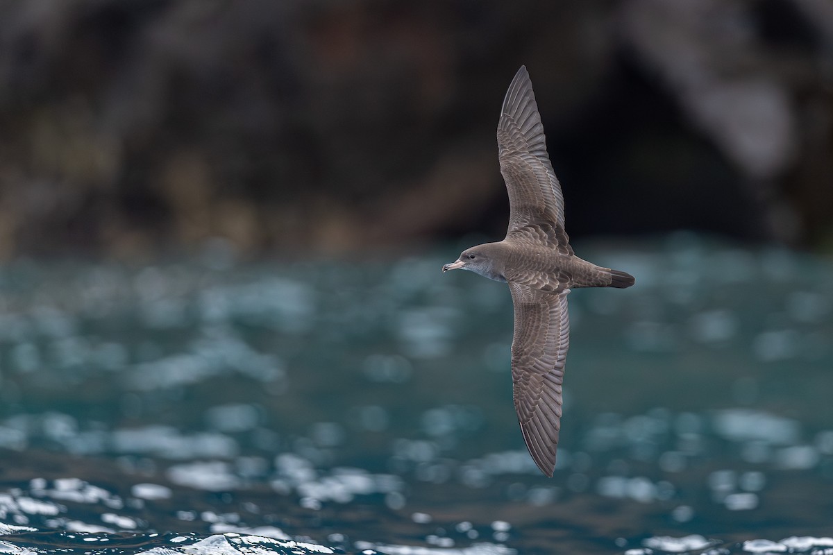 Pink-footed Shearwater - ML628029590