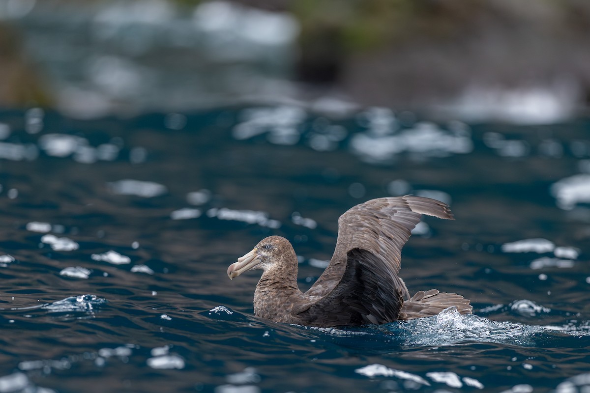 Northern Giant-Petrel - ML628029591
