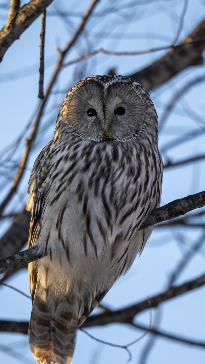 Ural Owl (Ural) - ML628029685