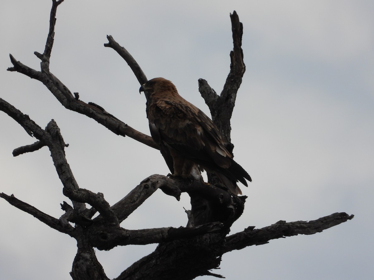 Tawny Eagle - ML628029701