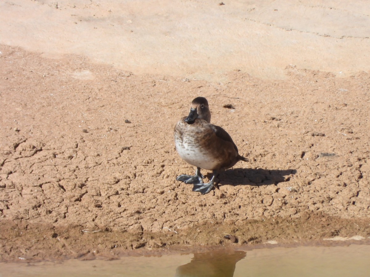 Ring-necked Duck - ML628029719