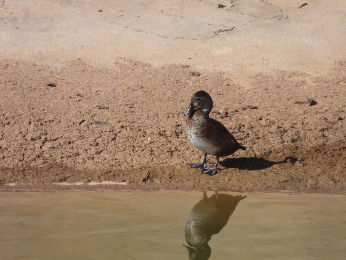 Ring-necked Duck - ML628029720