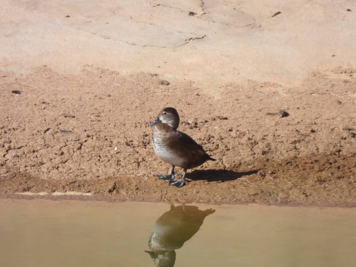 Ring-necked Duck - ML628029725