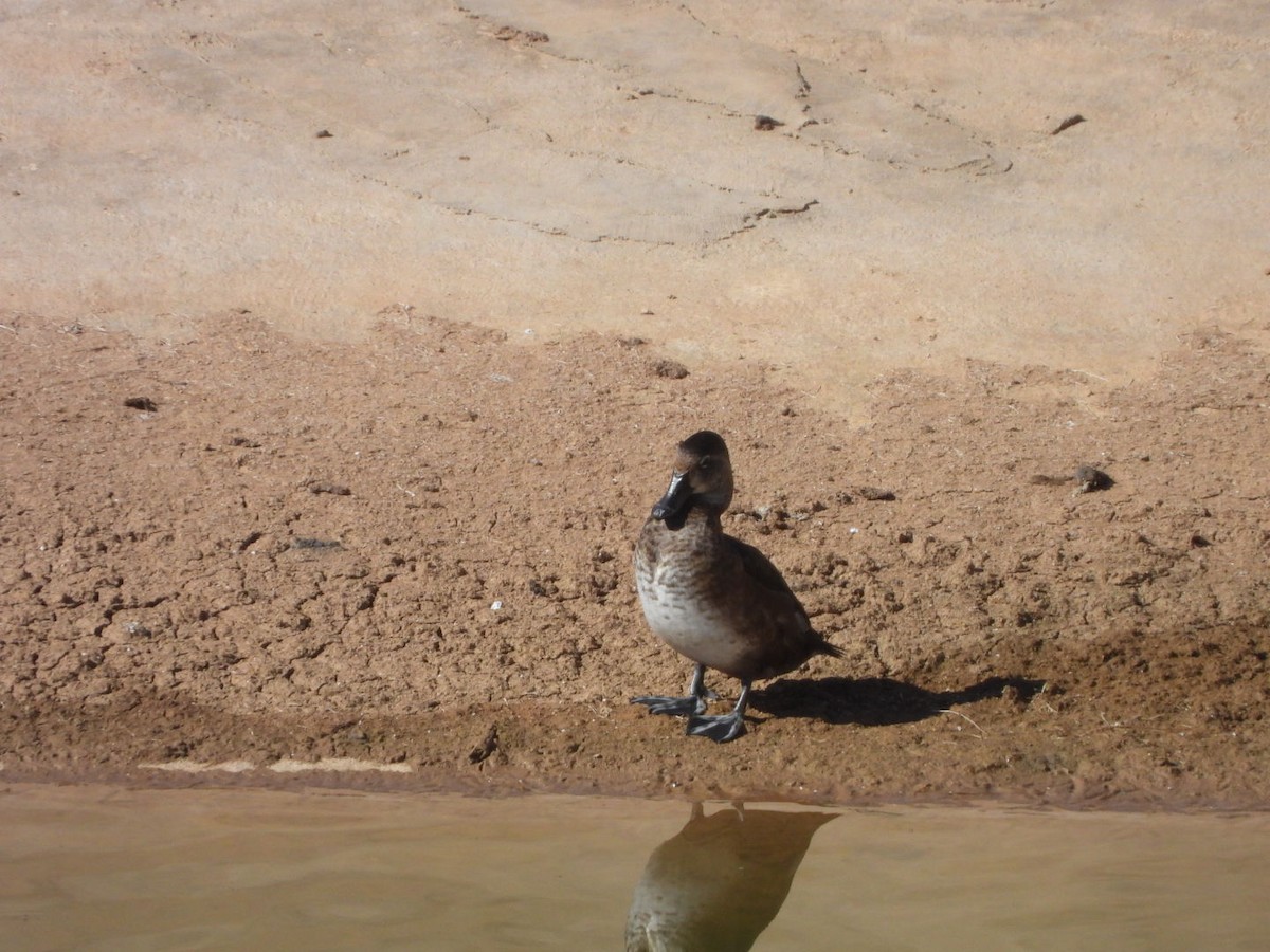 Ring-necked Duck - ML628029726