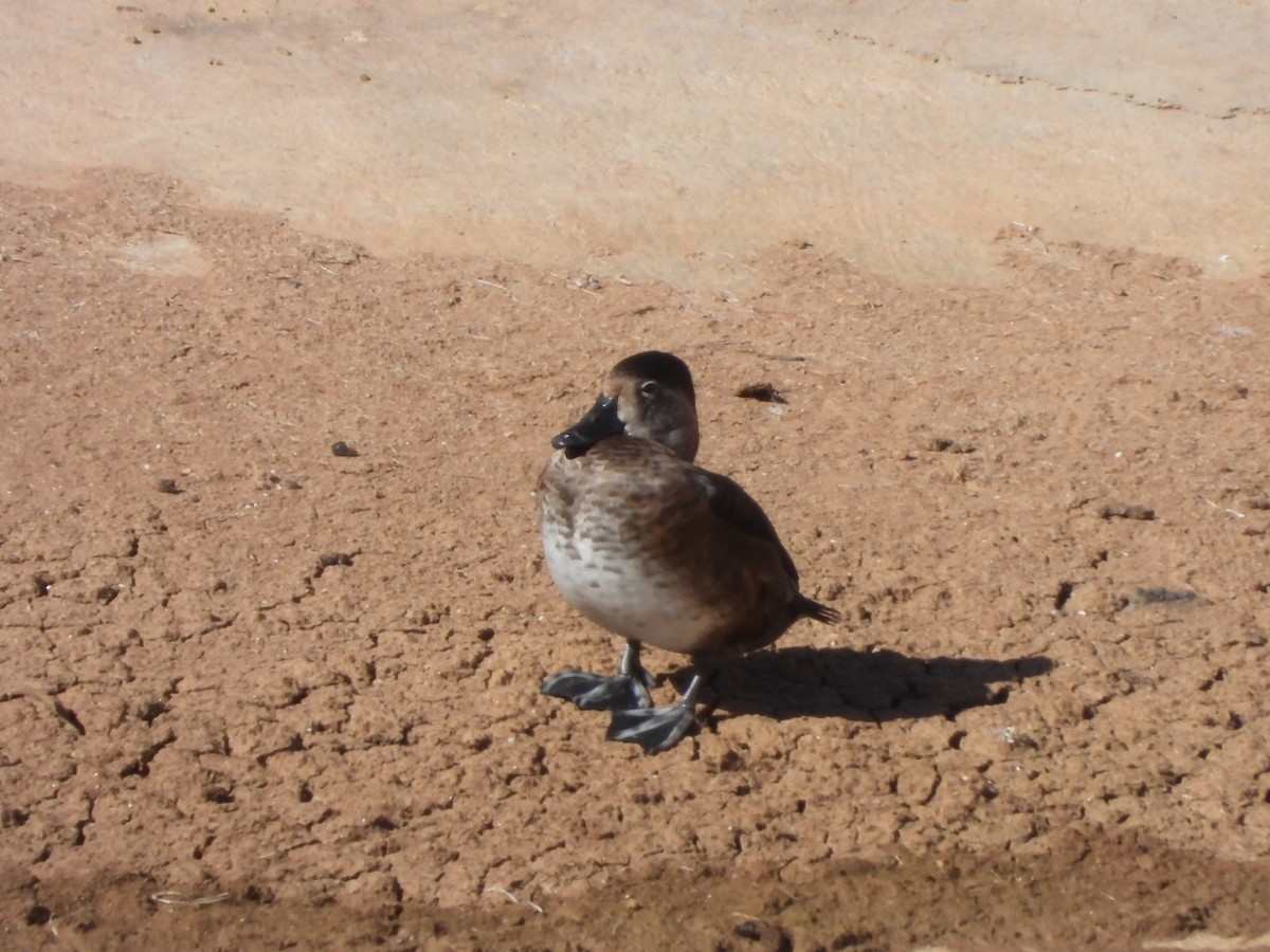 Ring-necked Duck - ML628029727