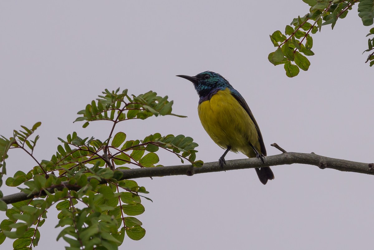 Collared Sunbird - ML628029832