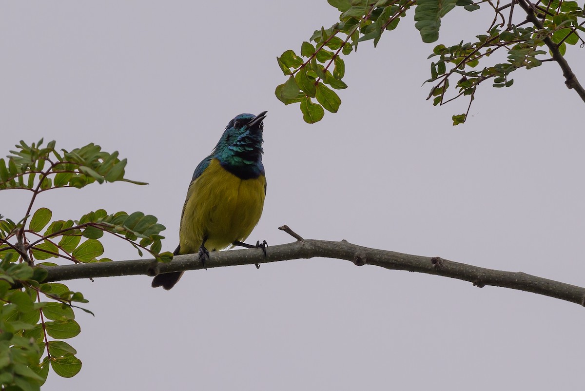 Collared Sunbird - ML628029833