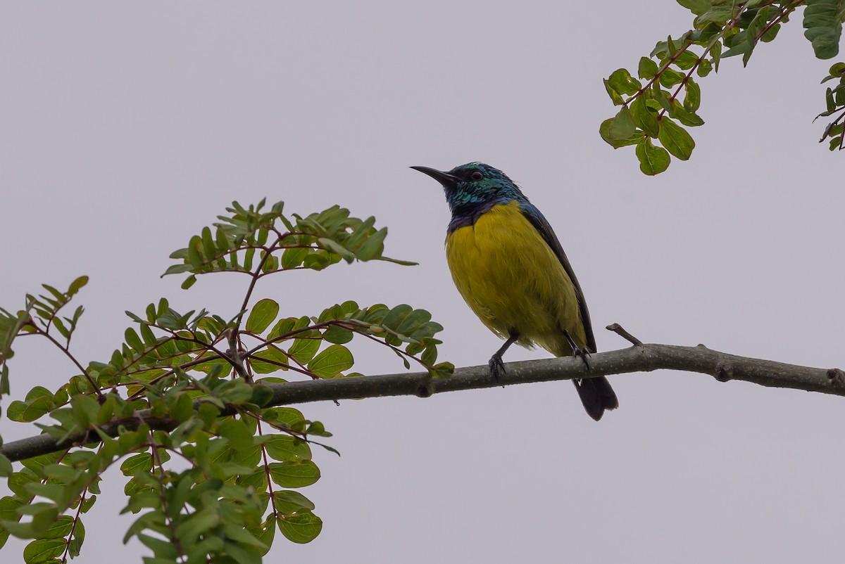 Collared Sunbird - ML628029834