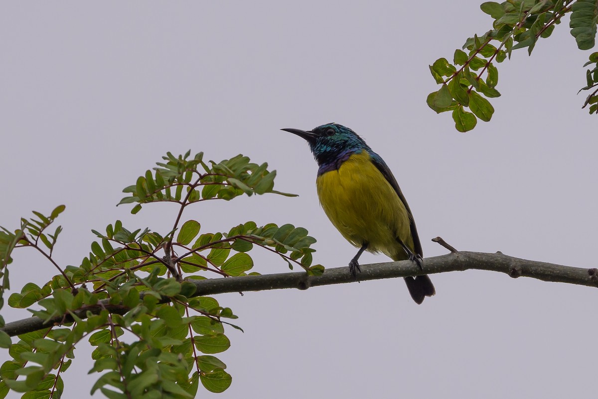 Collared Sunbird - ML628029835