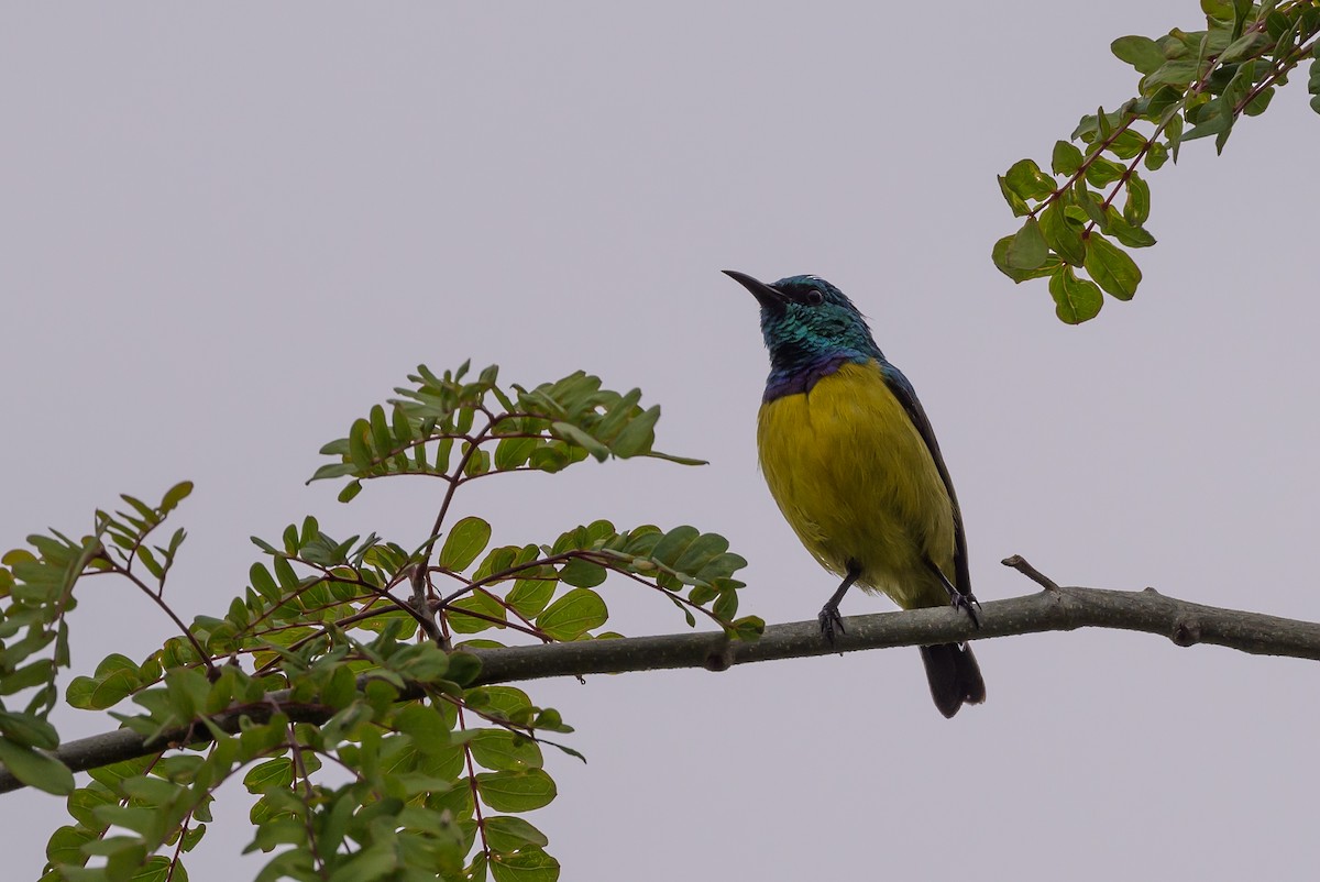 Collared Sunbird - ML628029836