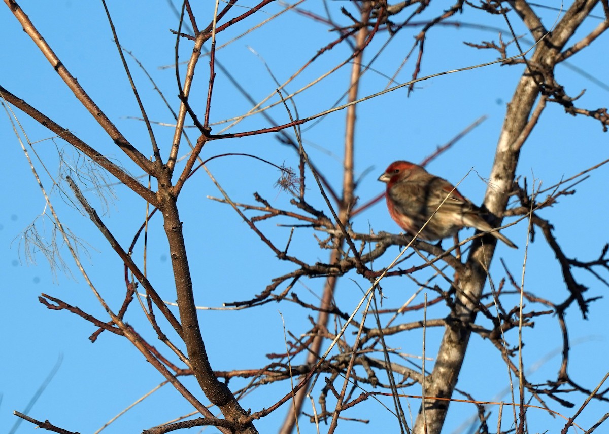 House Finch - ML628029869