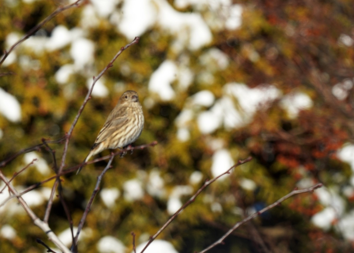 House Finch - ML628029870