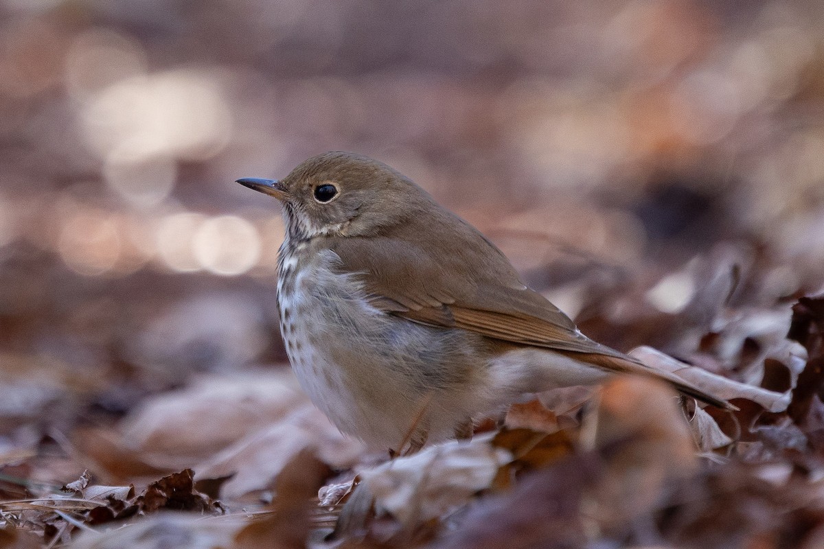 Hermit Thrush - ML628029874