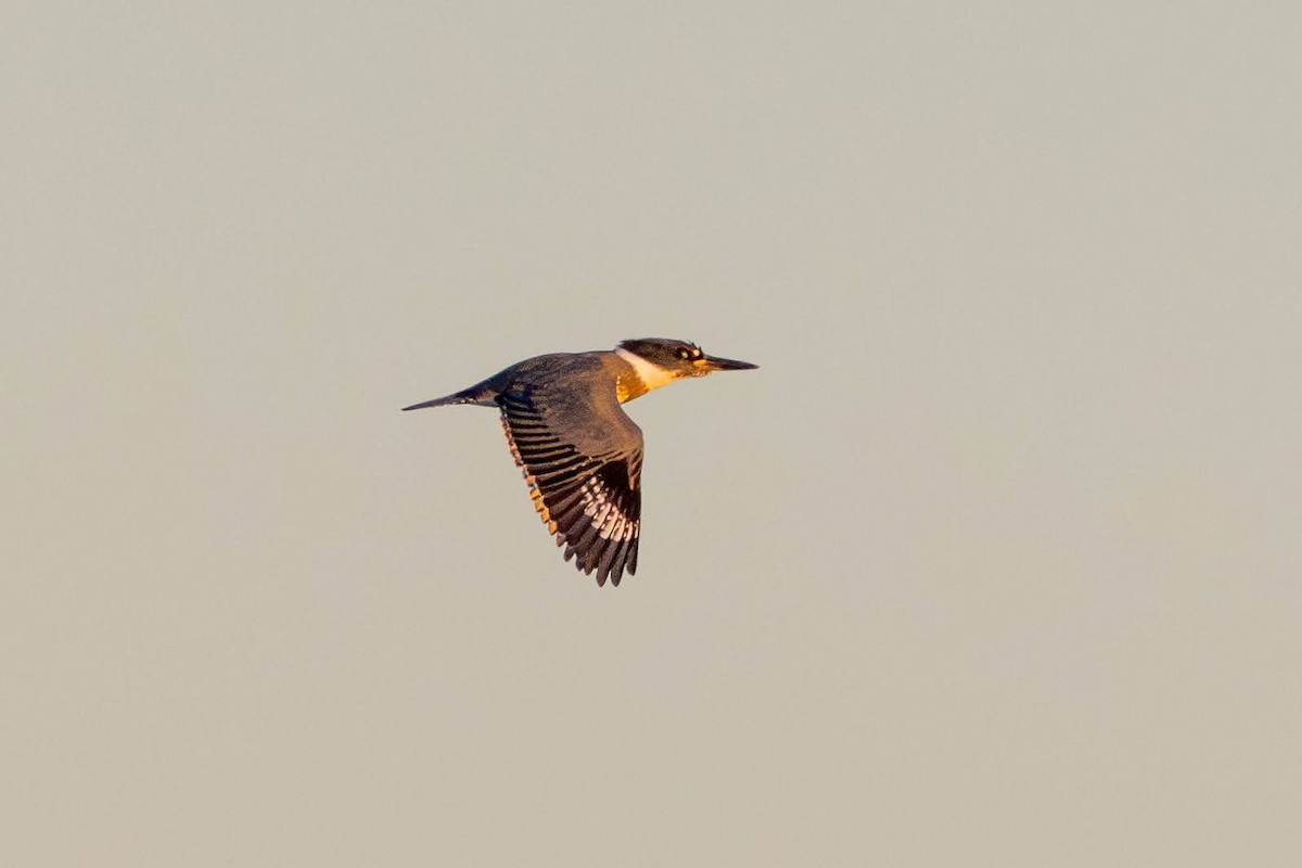 Belted Kingfisher - ML628029884