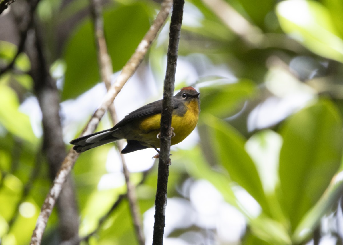 Tepui Redstart - ML628029934