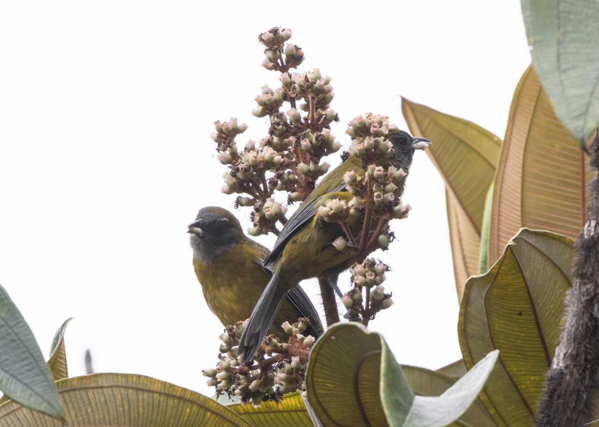 Olive-backed Tanager - ML628029937