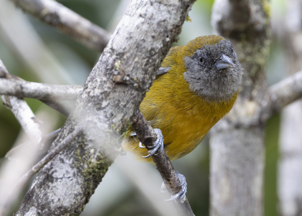 Olive-backed Tanager - ML628029941