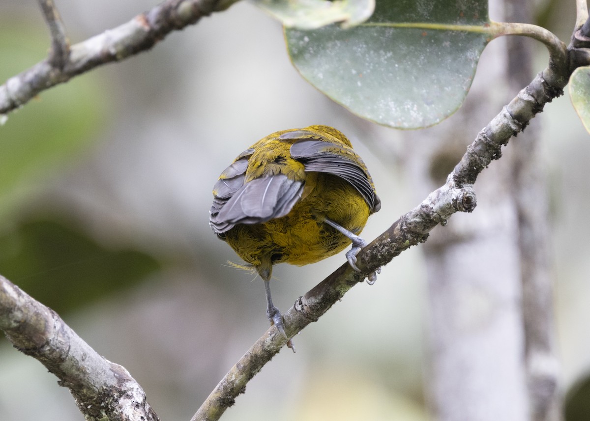 Olive-backed Tanager - ML628029942