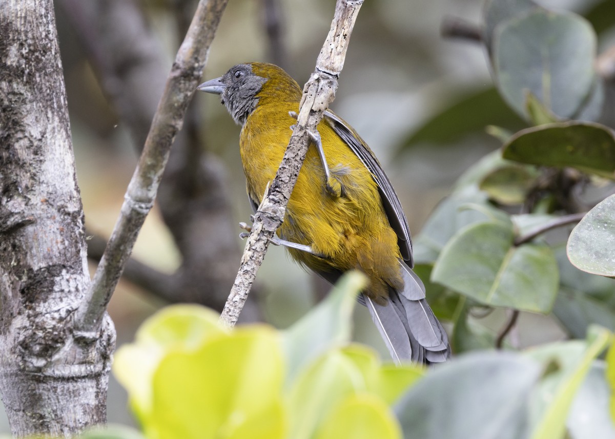 Olive-backed Tanager - ML628029944