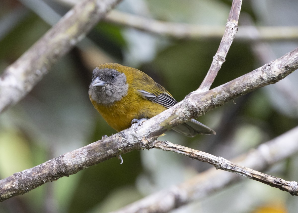 Olive-backed Tanager - ML628029945