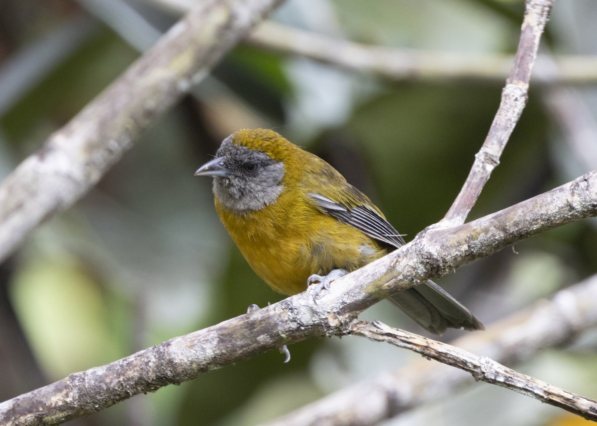 Olive-backed Tanager - ML628029946