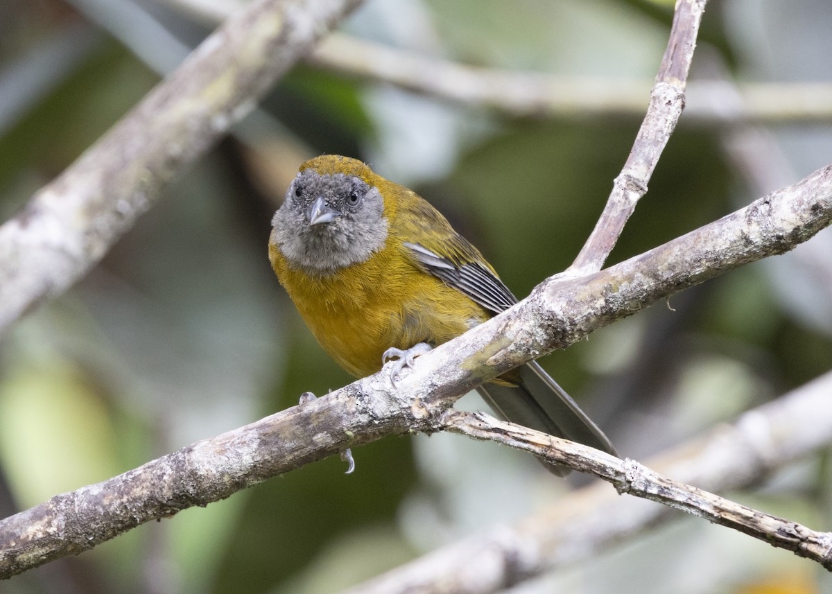 Olive-backed Tanager - ML628029947