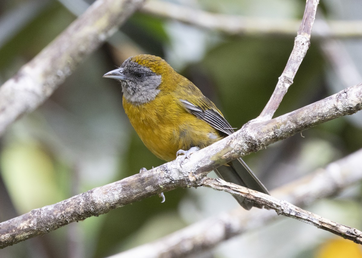 Olive-backed Tanager - ML628029948