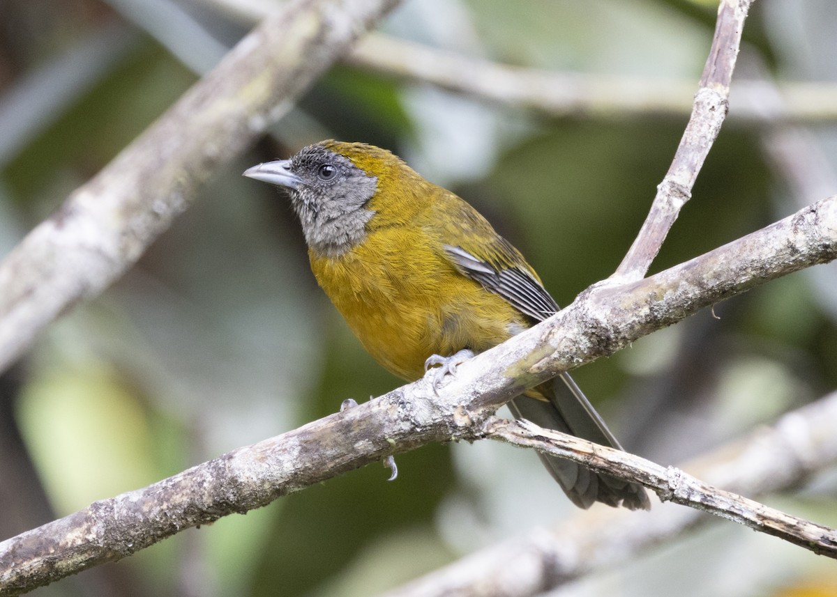 Olive-backed Tanager - ML628029949