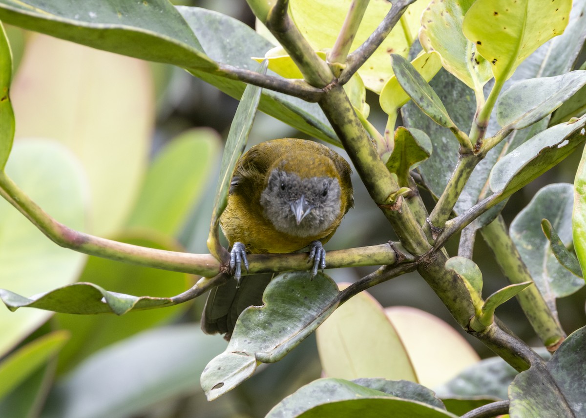 Olive-backed Tanager - ML628029950