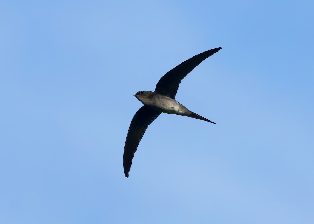 Gray-rumped Treeswift - ML628029951