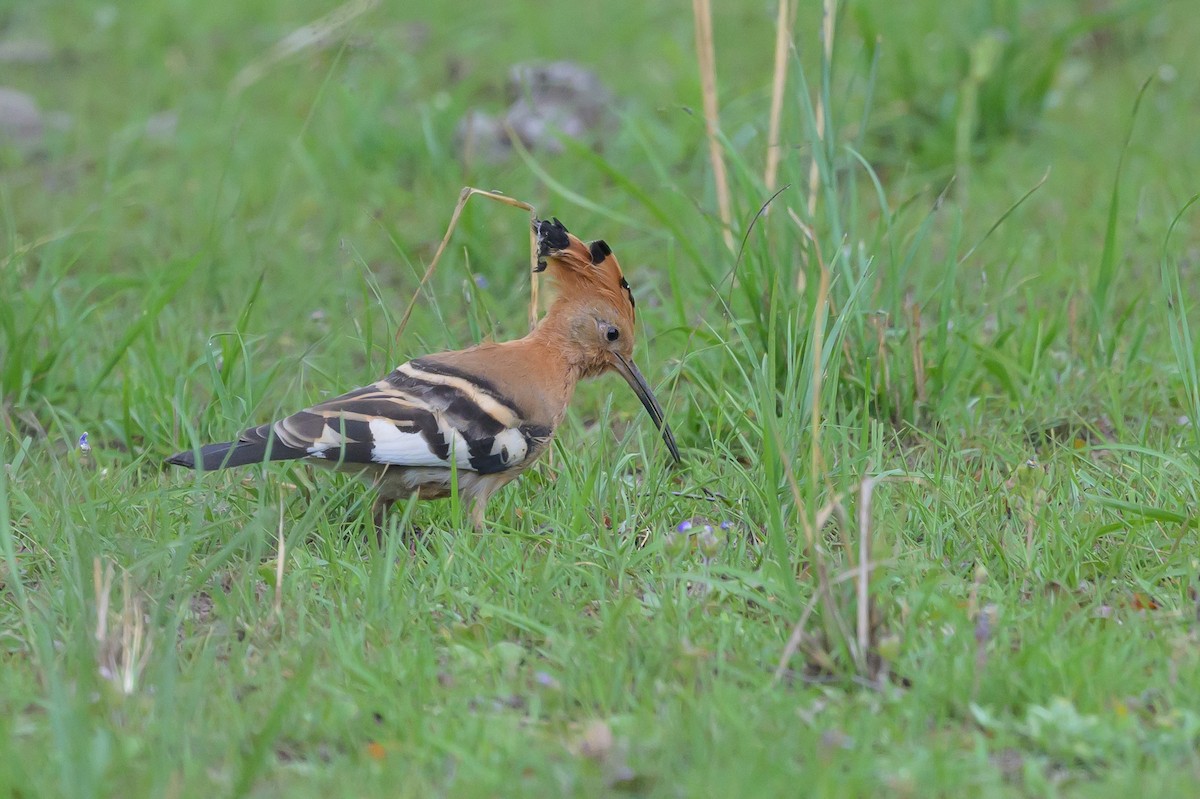 Eurasian Hoopoe - ML628029952