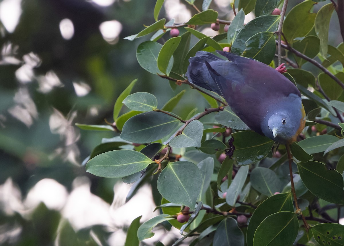 Little Green-Pigeon - ML628029969