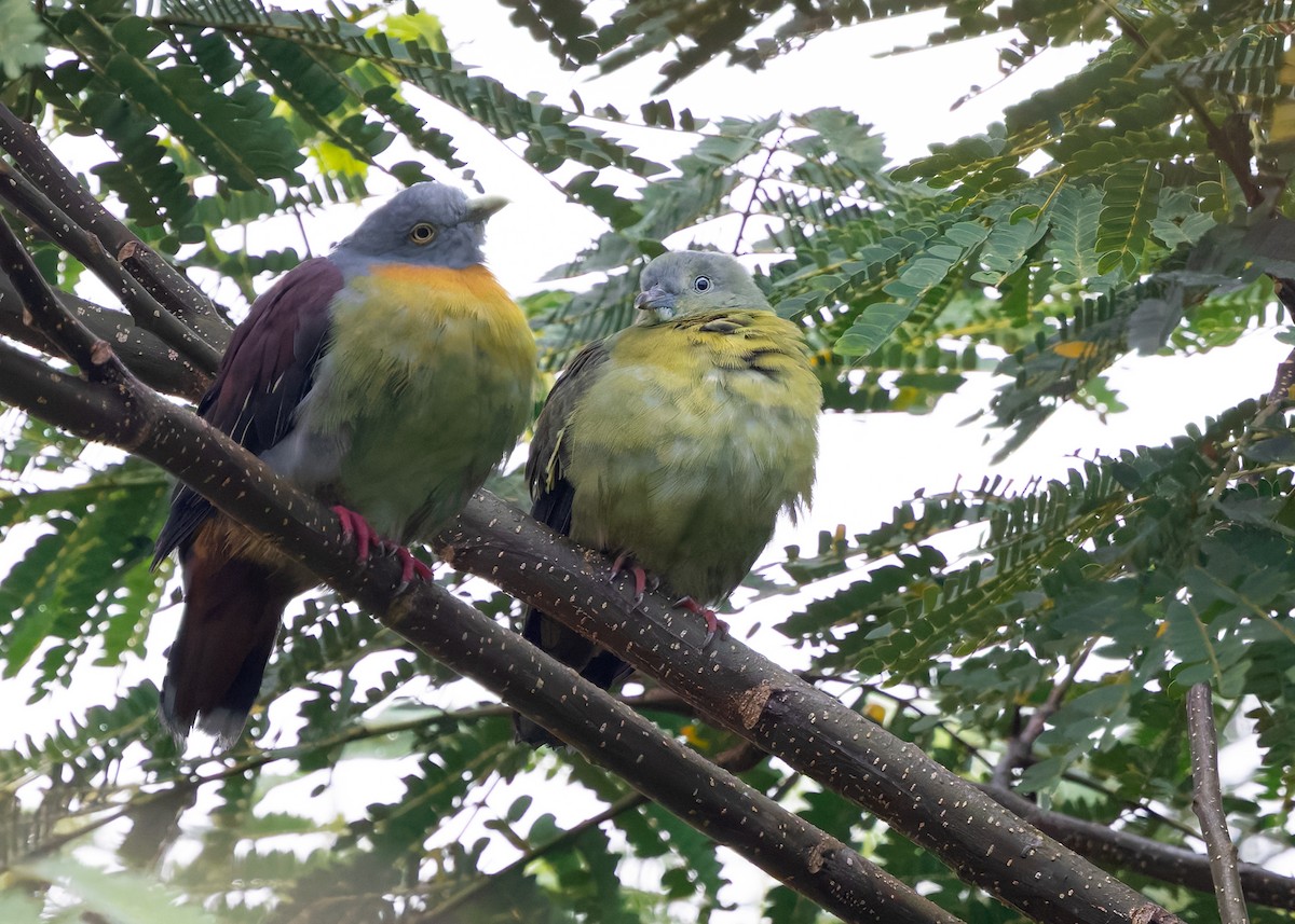 Little Green-Pigeon - ML628029970