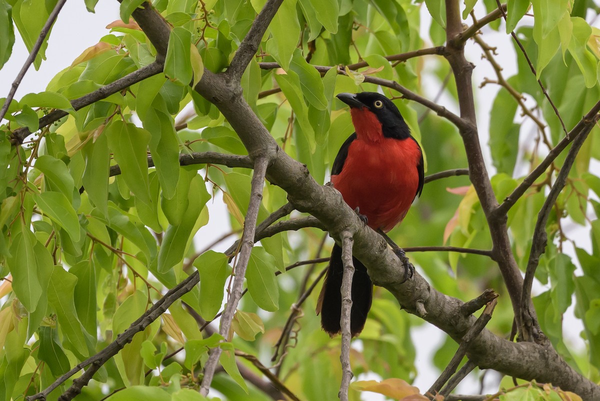 Black-headed Gonolek - ML628029971