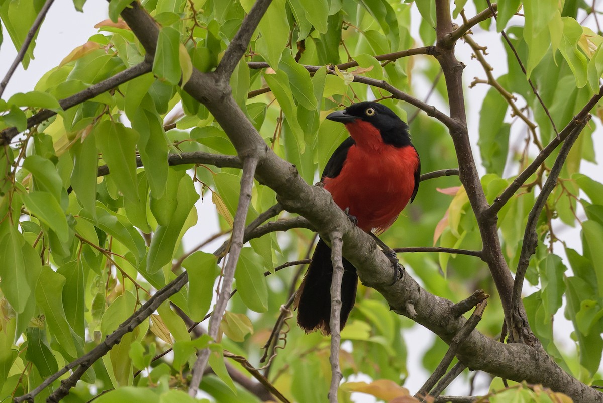 Black-headed Gonolek - ML628029973