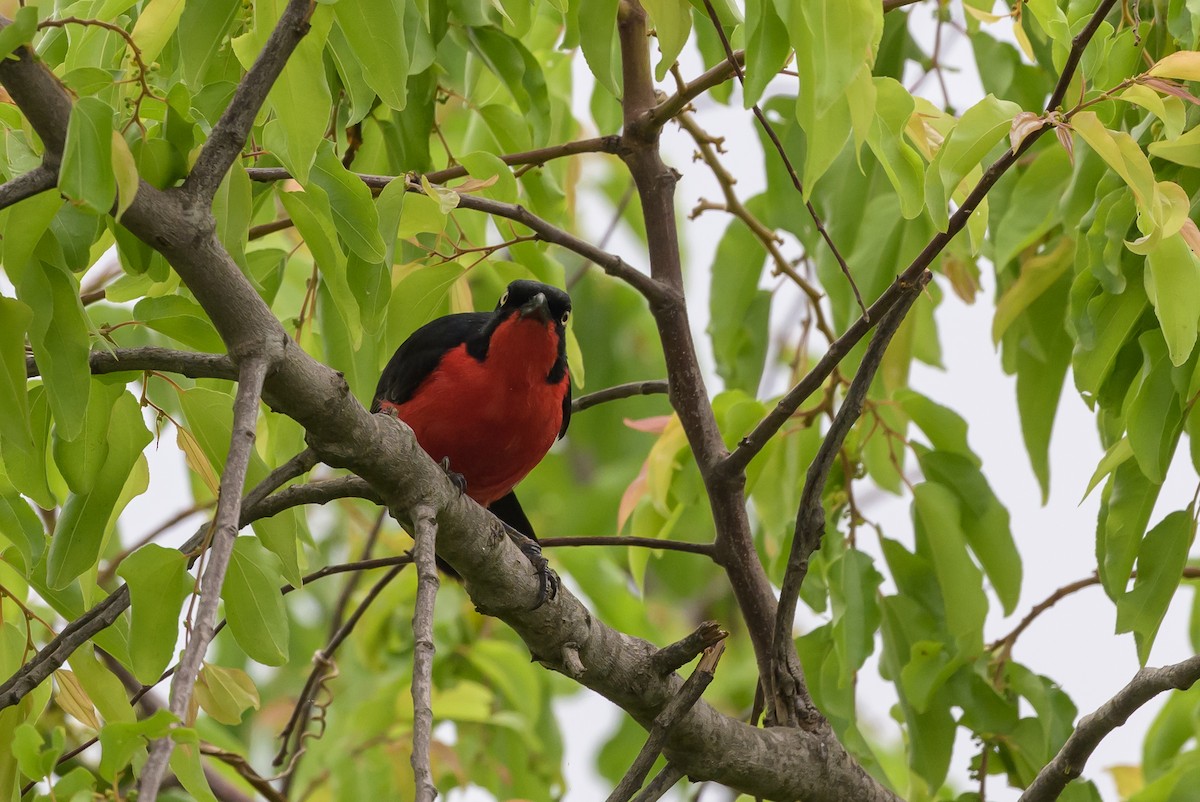 Black-headed Gonolek - ML628029977